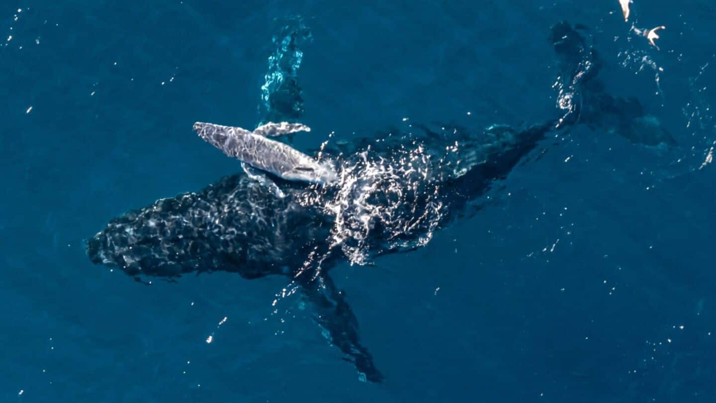 Alexander Forrest films 1st aerial drone footage of humpback birth