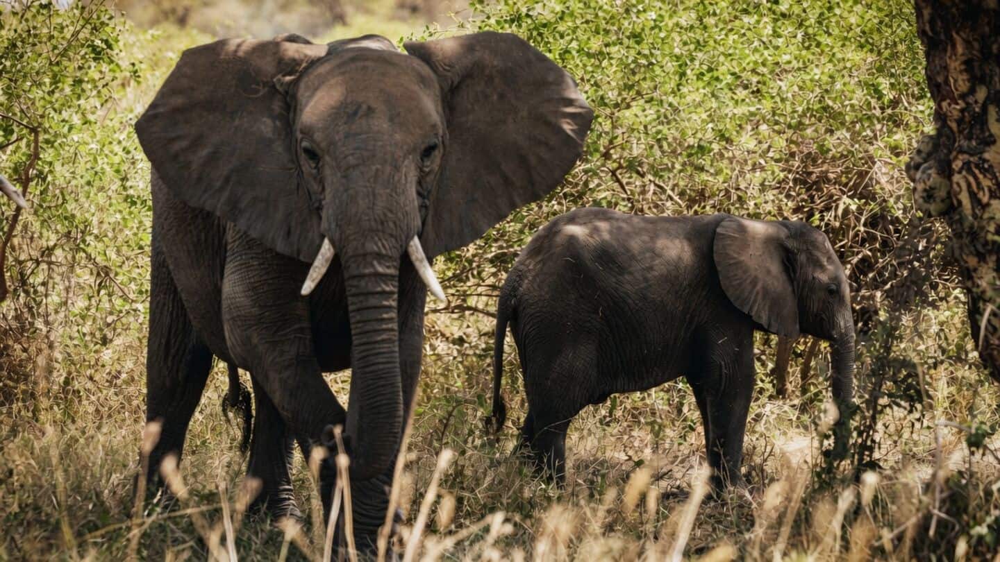 Supreme Court directs MoEFCC, CEHWC submit captive elephant DNA report