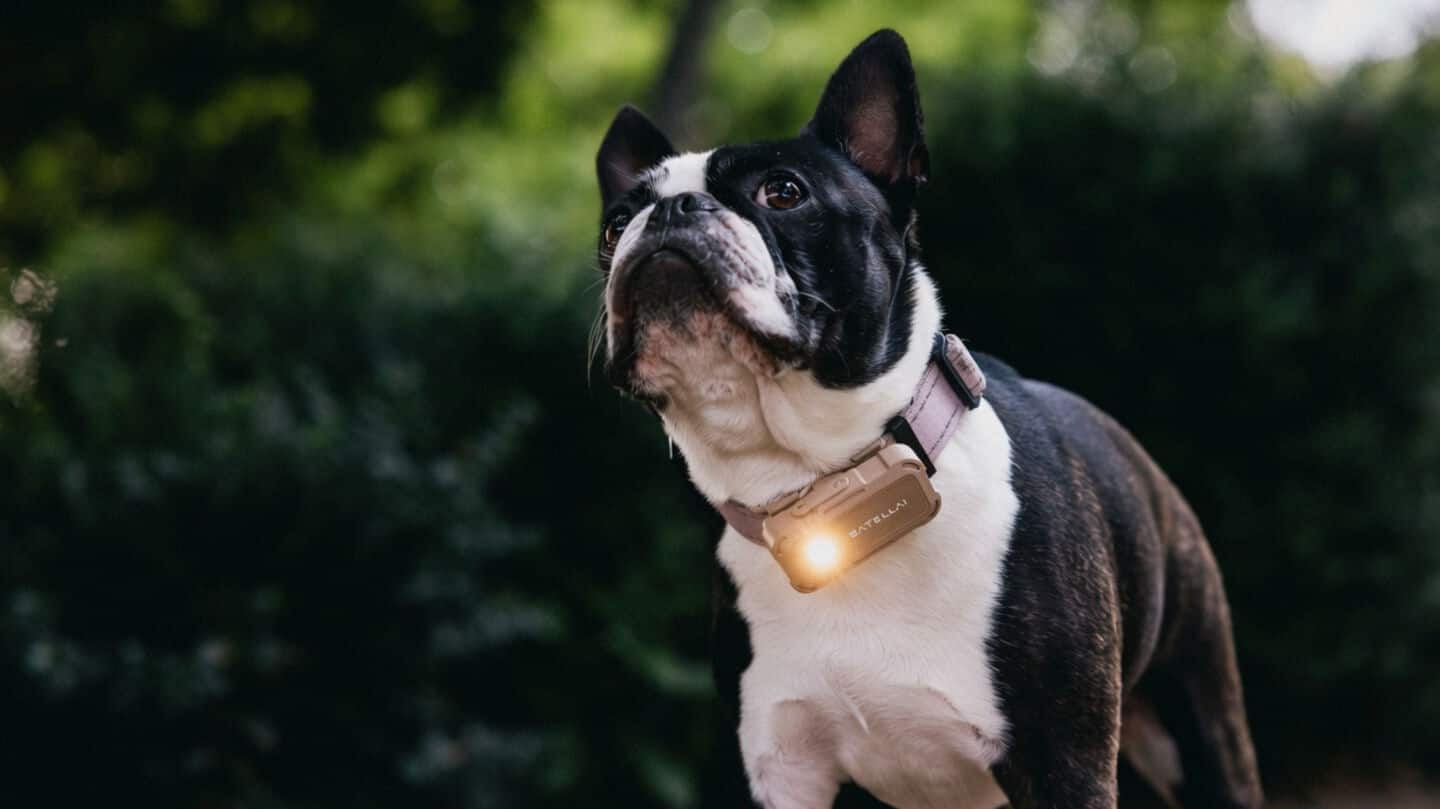 Satellai debuts Petsense AI dog health tracker at CES 2026