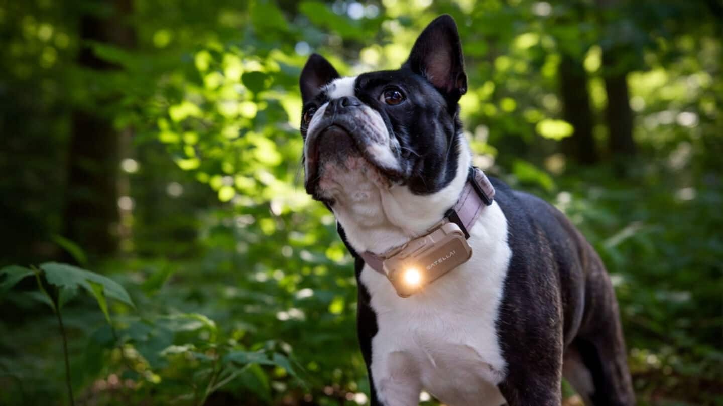 Satellai debuts Petsense AI to monitor pet health at CES