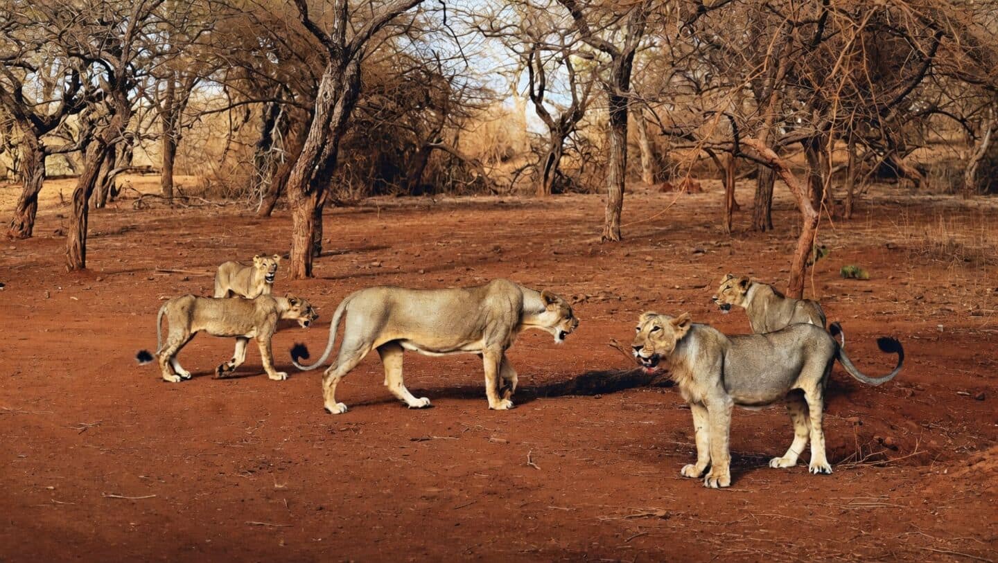 Asiatic lion deaths in Gujarat's Gir forest spark disease concerns