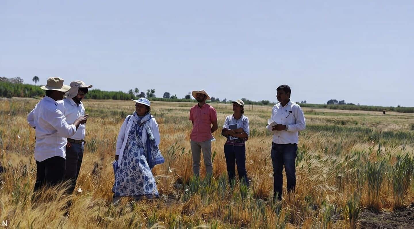 This AI model can predict your wheat yield pre-harvest