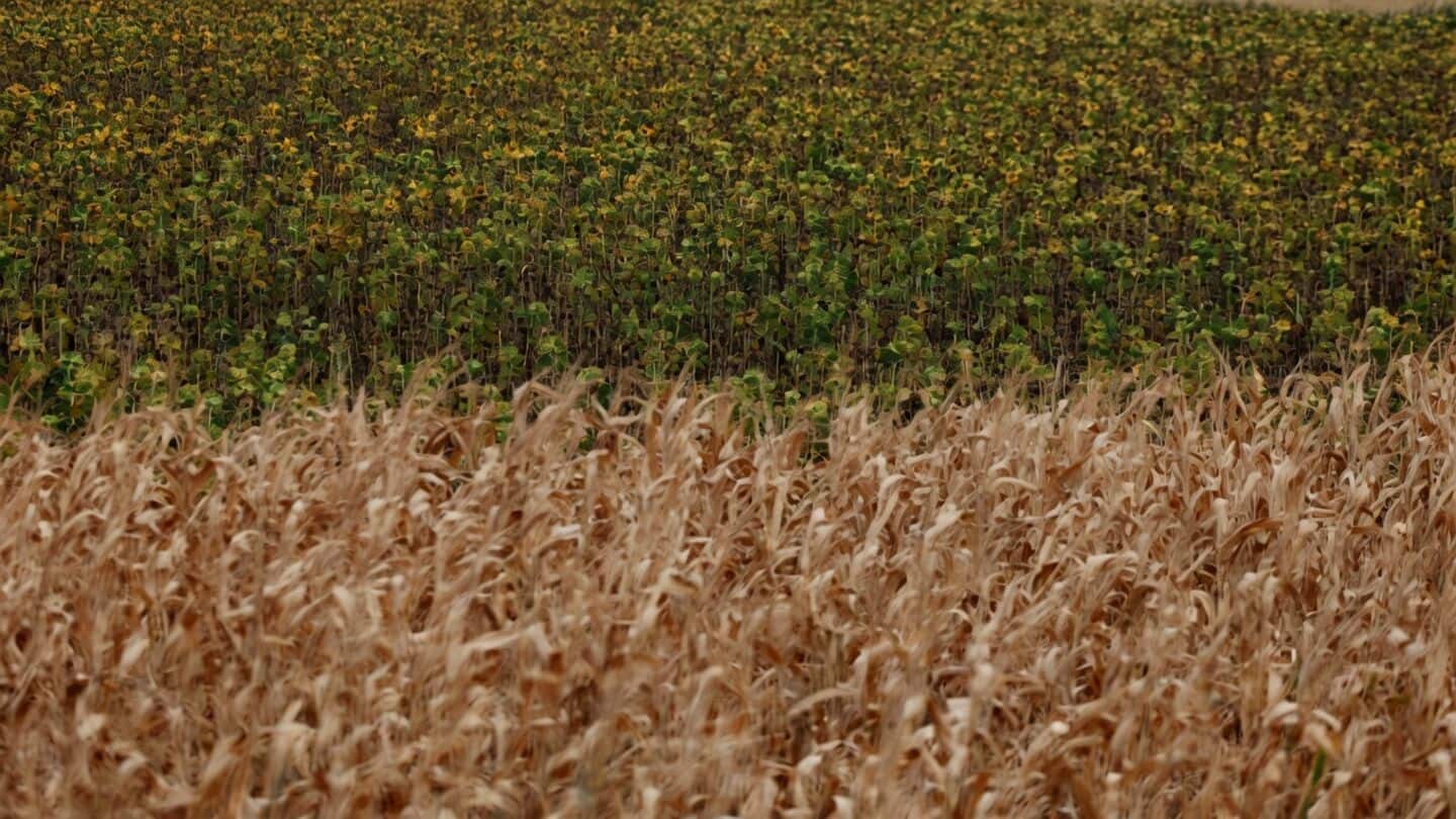 European farms lose €3.2bn (₹34,700cr) as summer heat and drought