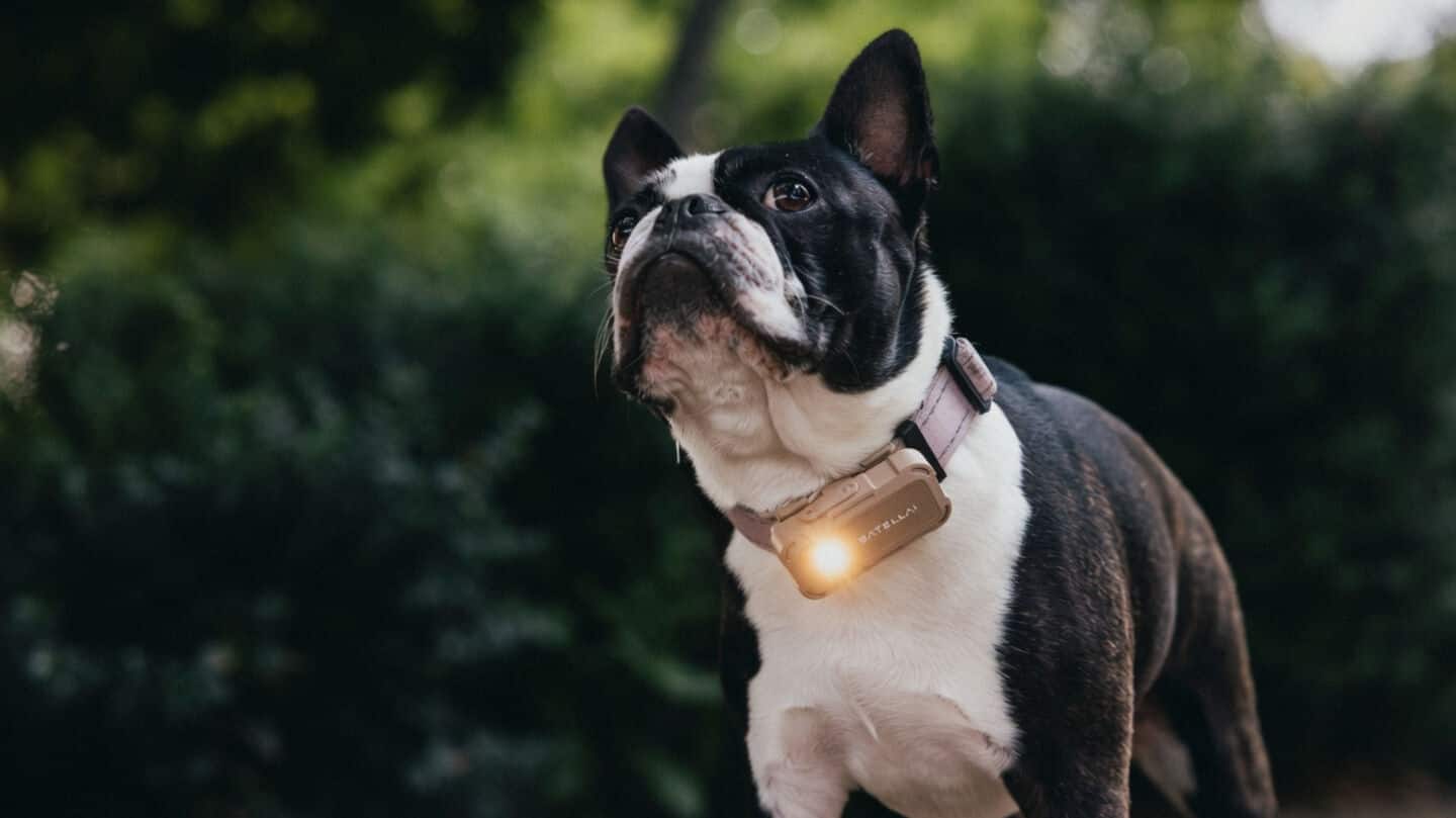 Satellai debuts Petsense AI and Collar Go at CES 2026