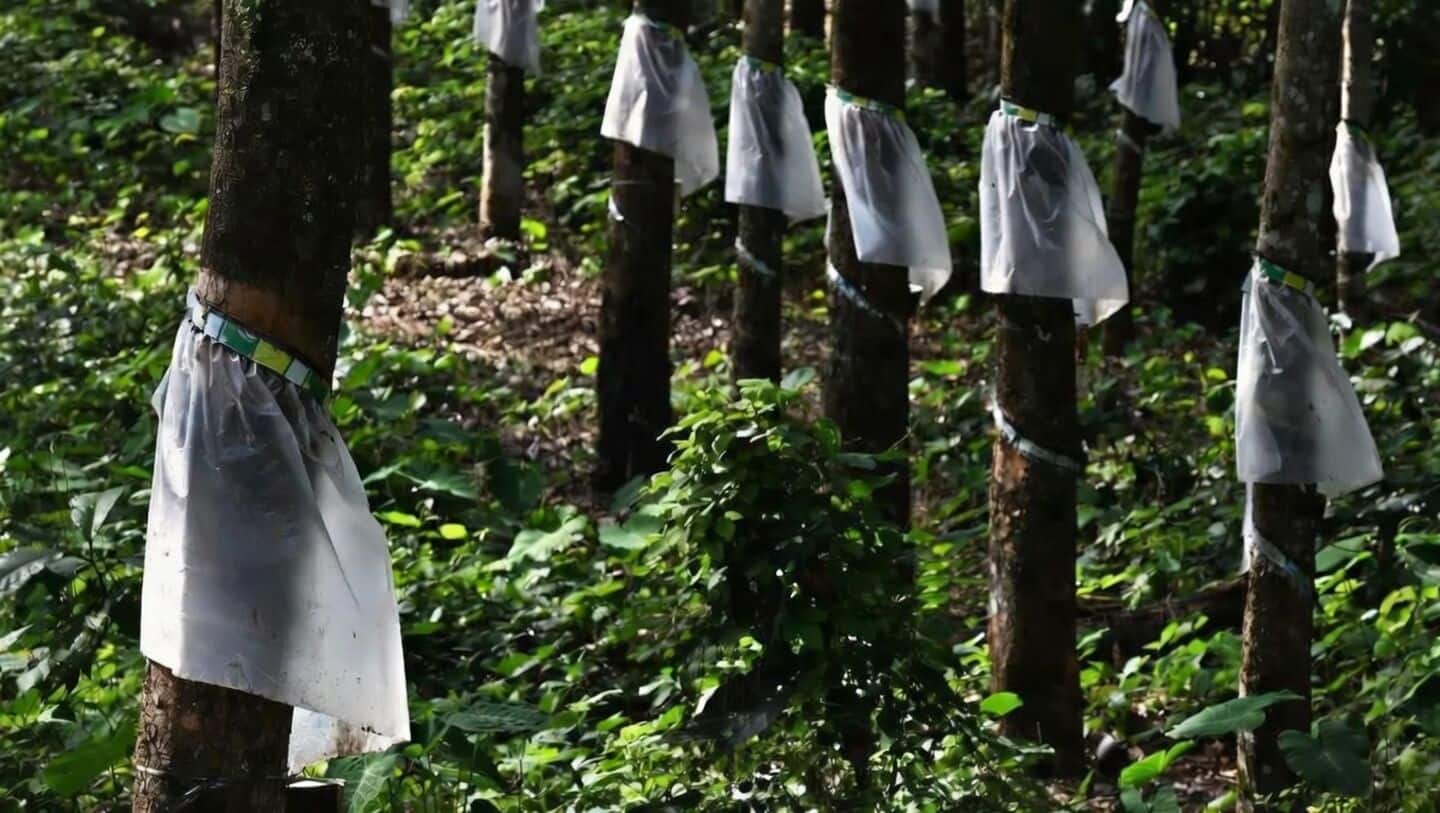 Natural rubber prices in India hit record ₹253 per kg