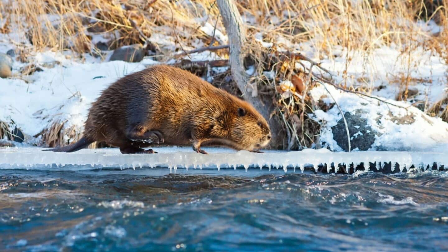 Climate change drives beavers into Canada's Arctic Northwest Territories