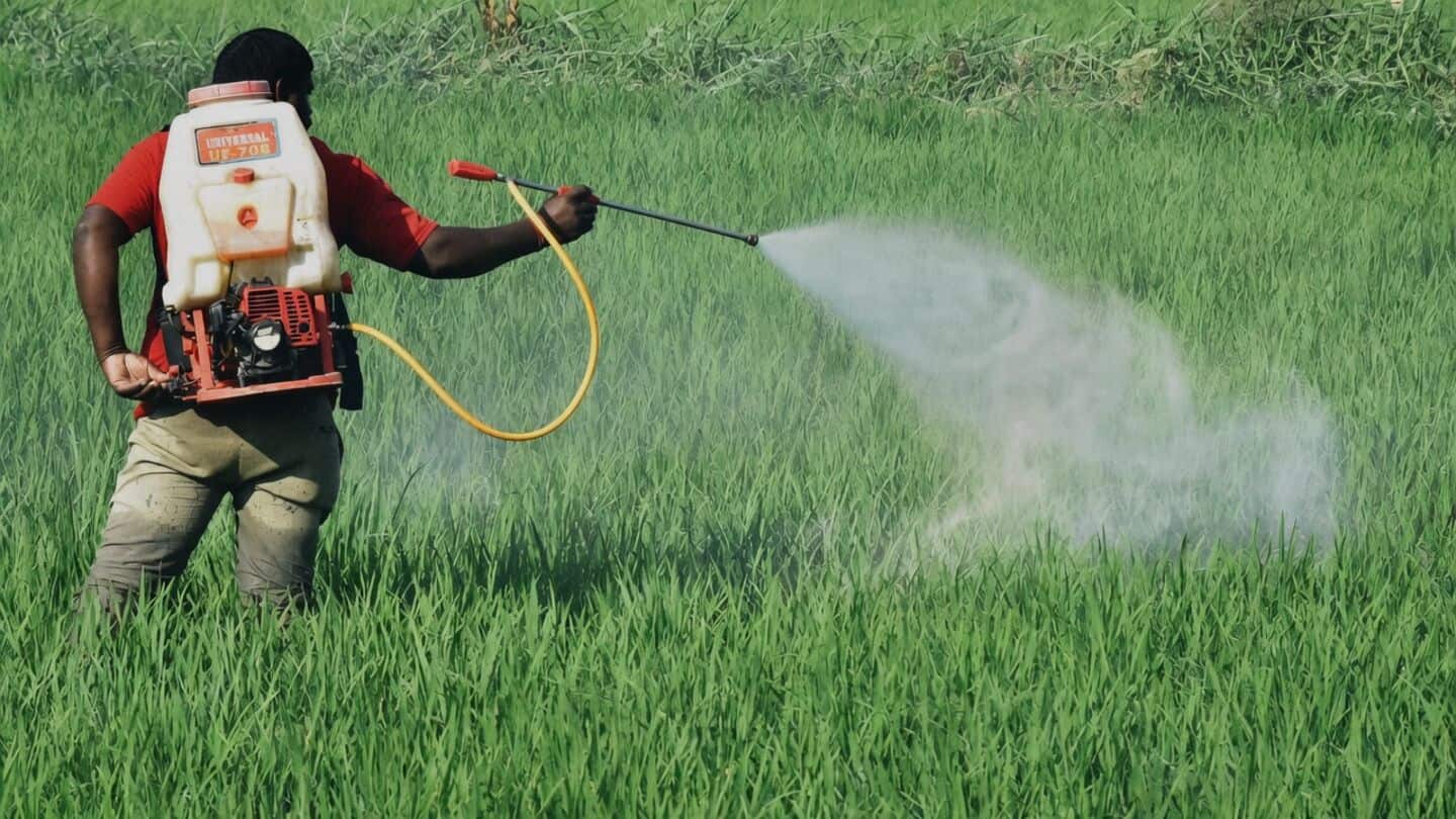 Telangana vegetable acreage plummets amid rampant pesticide and fertilizer use