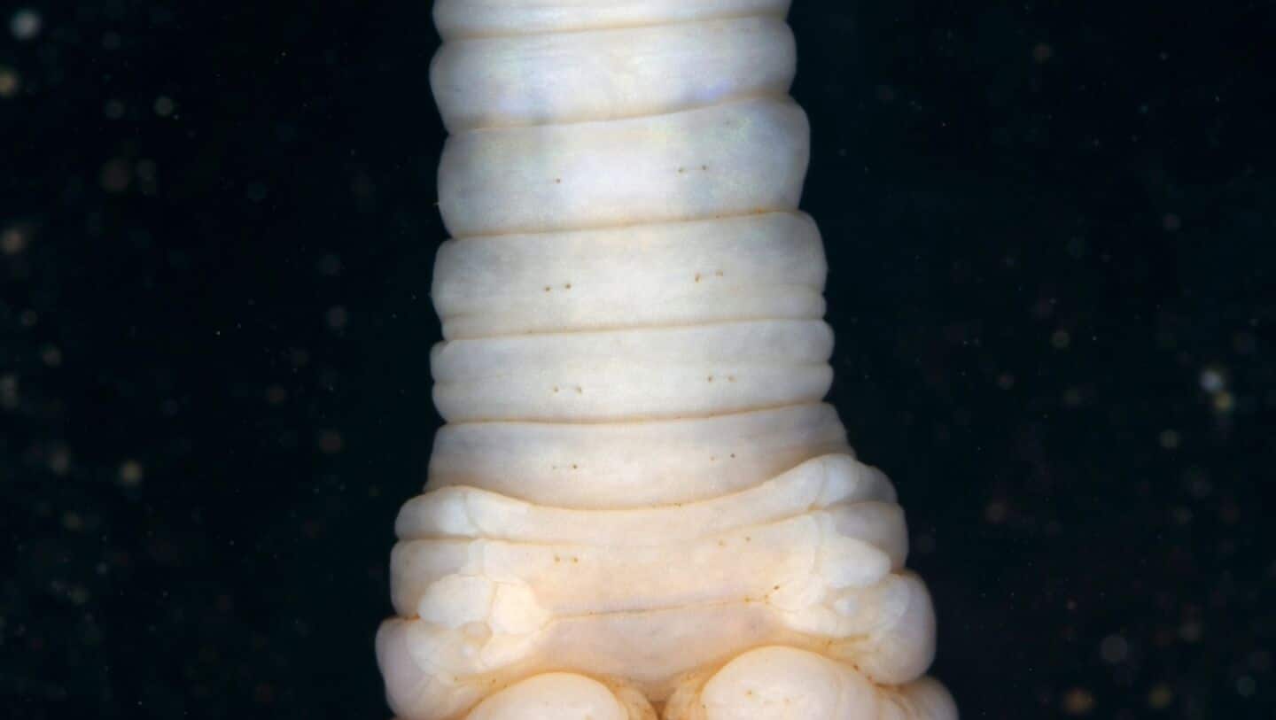 New earthworm species discovered in Kerala's Peechi-Vazhani Wildlife Sanctuary