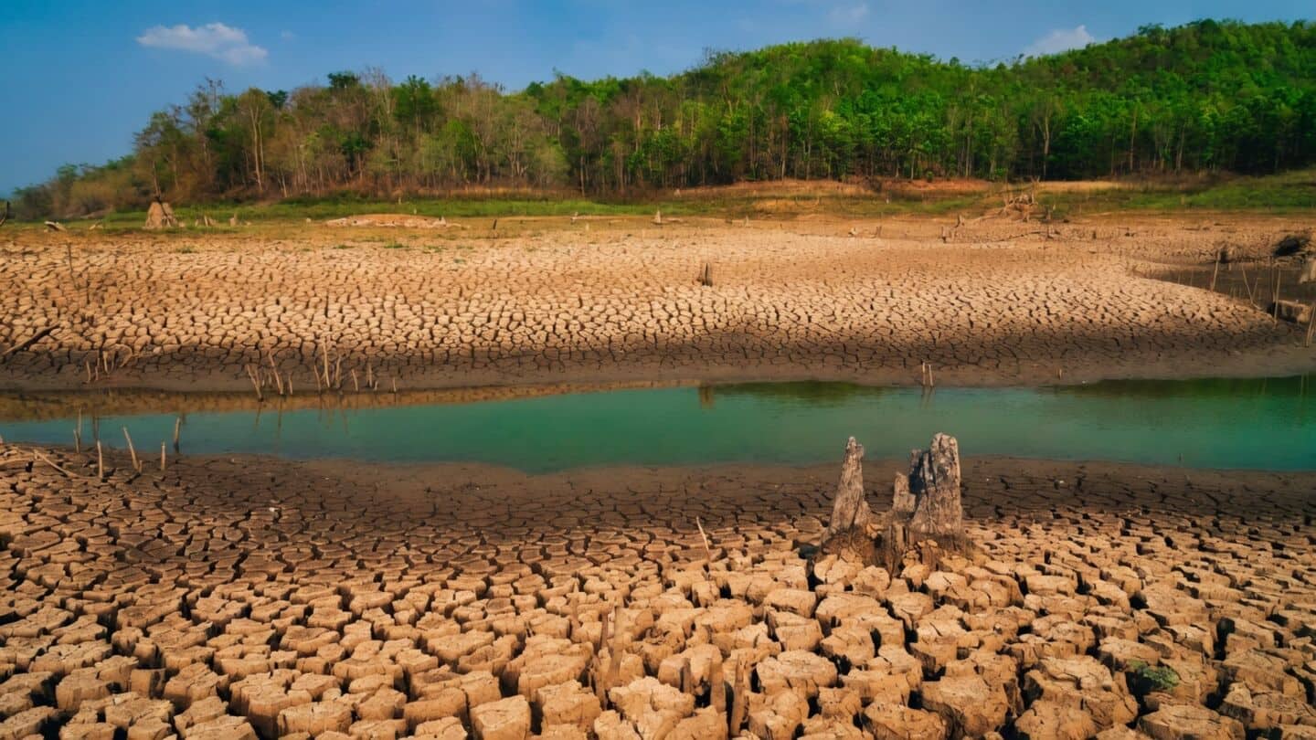 Maharashtra drought affects 2.78cr livestock, green/dry fodder down 22.79% 21.43%