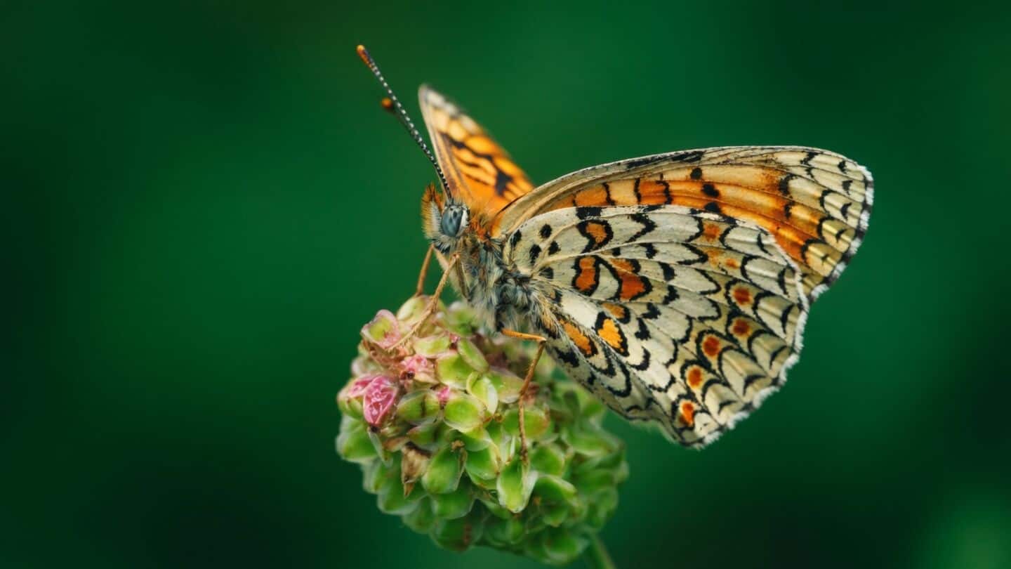 ZSI completes India's 1st national catalog of butterflies and moths