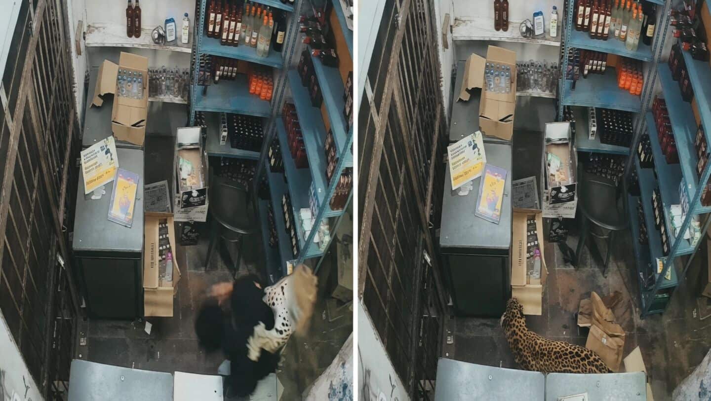 Sanjay Gurjar traps leopard inside Rajasthan liquor store after attack