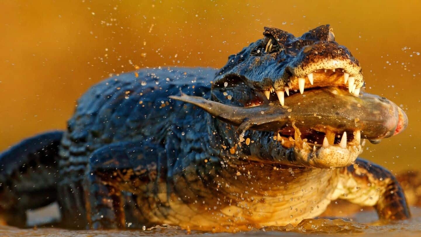 Ye Lin charged after AI crocodile image at Pandan Reservoir