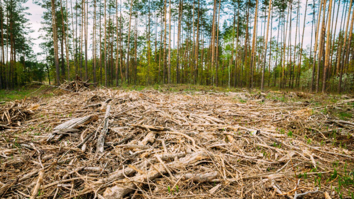 Deforestation linked to over half a million heat deaths: Study