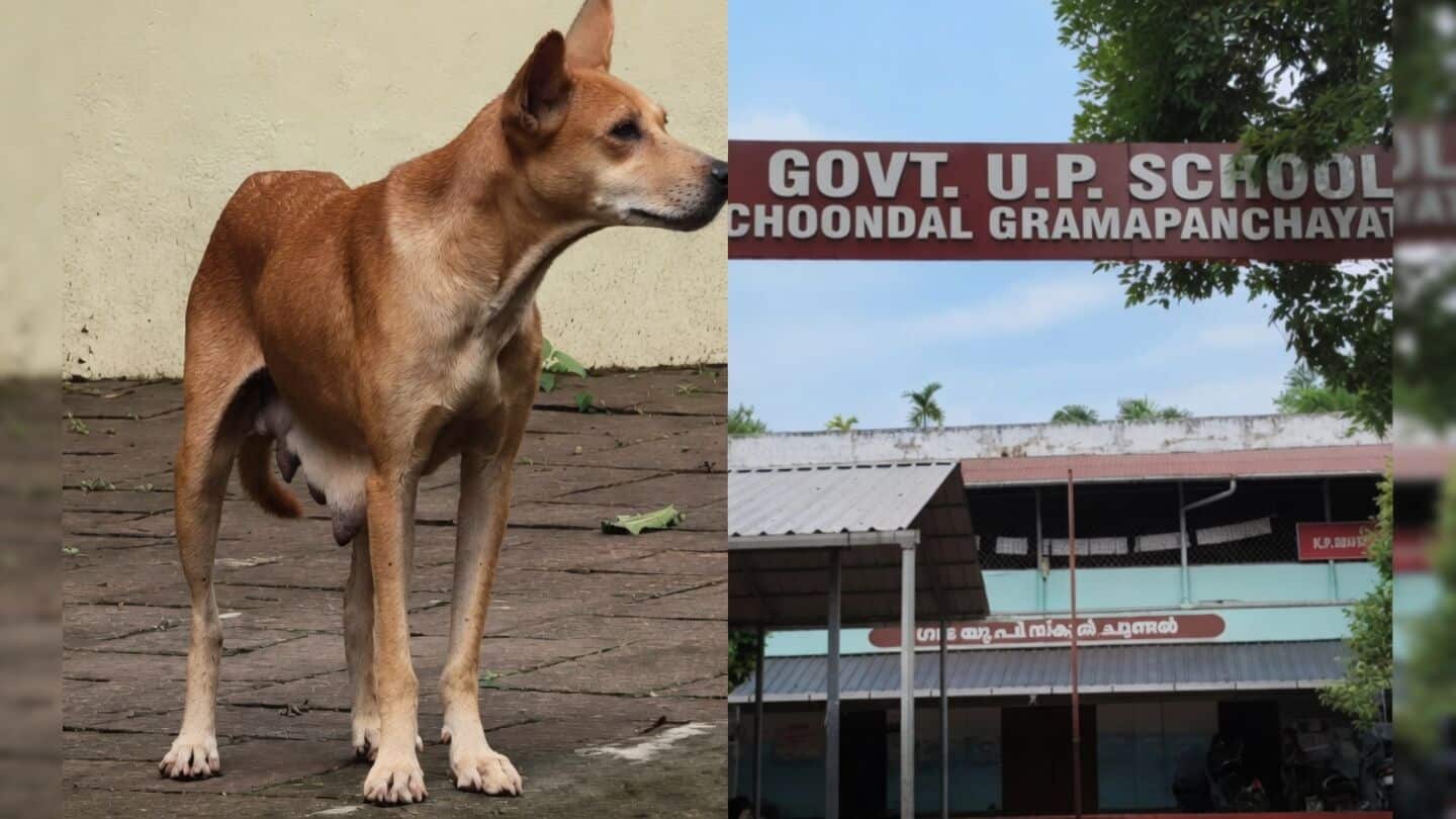 Thrissur government school closed after student bitten by stray dog