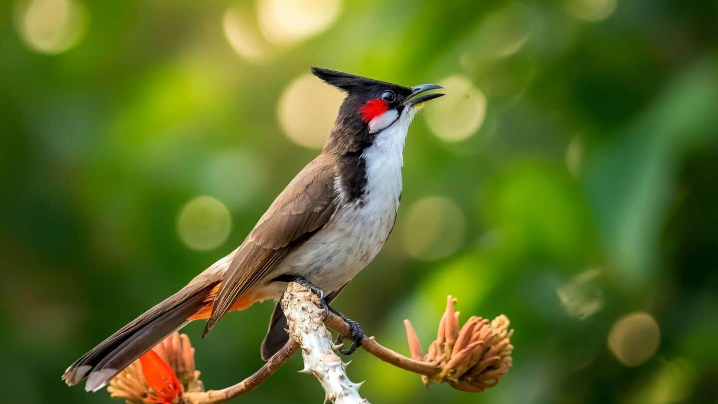 French and American researchers identify 8 basic bird song patterns