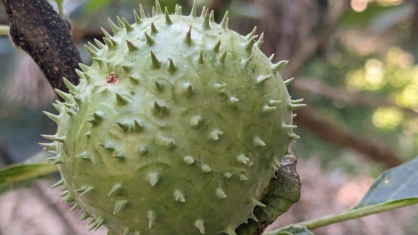 Karnataka suspends local licenses over datura listings on e-commerce platforms