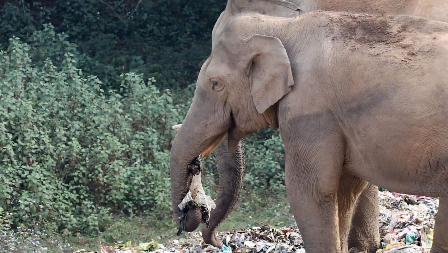 Munnar panchayat to ban single-use plastics from July 1 2026