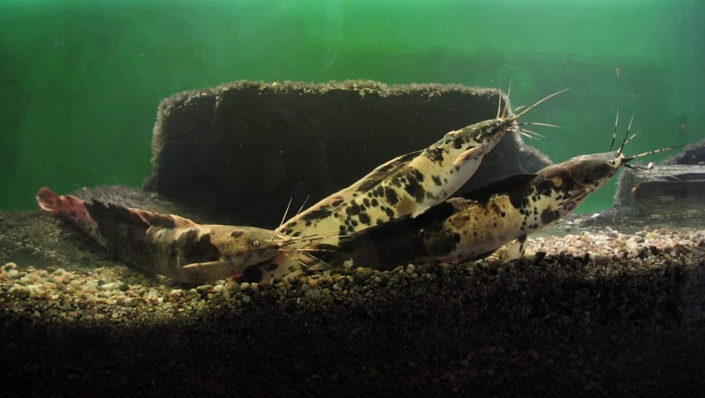 Banned Thai mangur catfish invades India, experts warn biodiversity threat