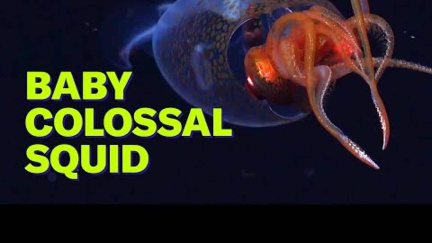 First-ever live footage of colossal squid captured in Antarctica