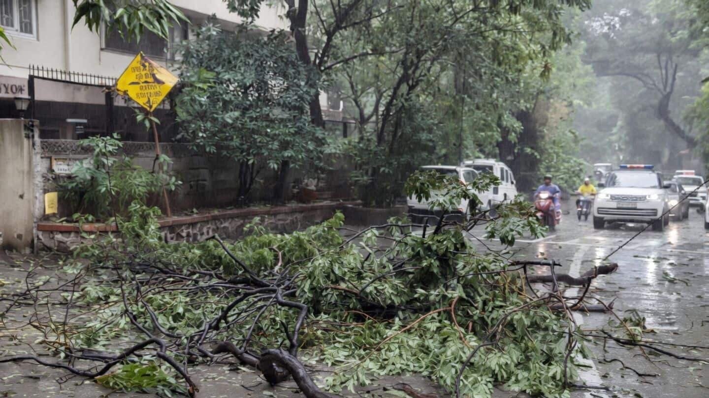Tree collapses before Mukesh Ambani convoy in Bandra, no injuries
