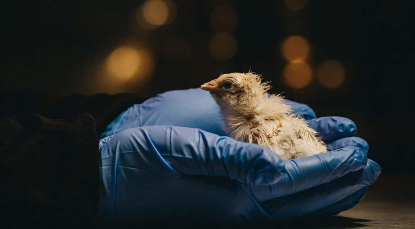 Dallas-based Colossal Biosciences hatches 26 healthy chicks using artificial egg
