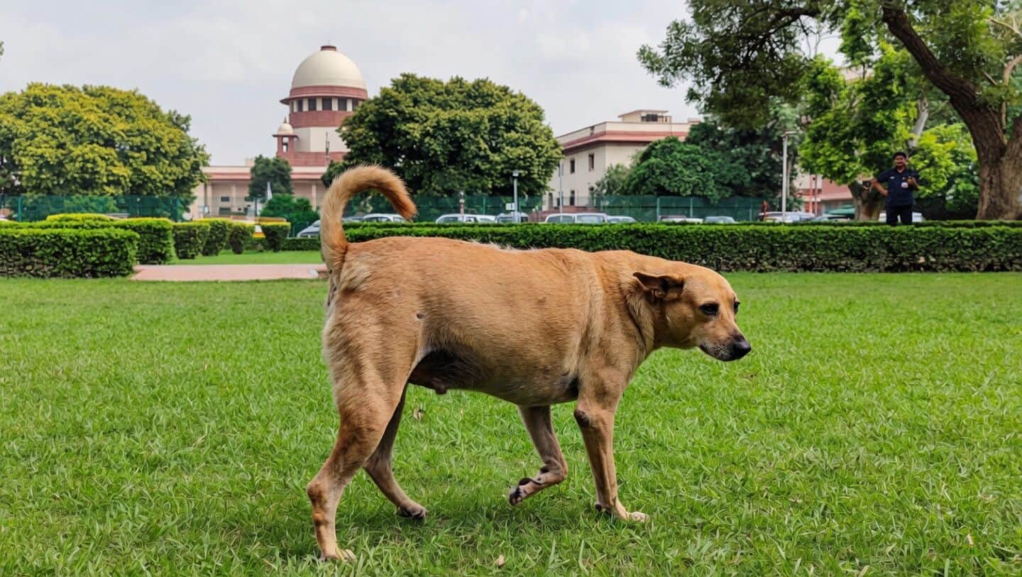 India's Supreme Court dismisses challenges and upholds stray dog sops