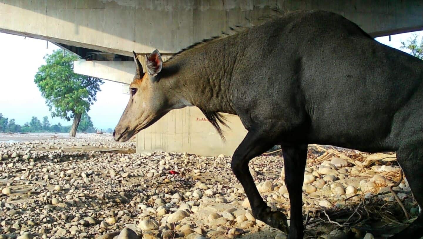 Delhi-Dehradun Expressway includes 12-km wildlife underpass used by 18 species