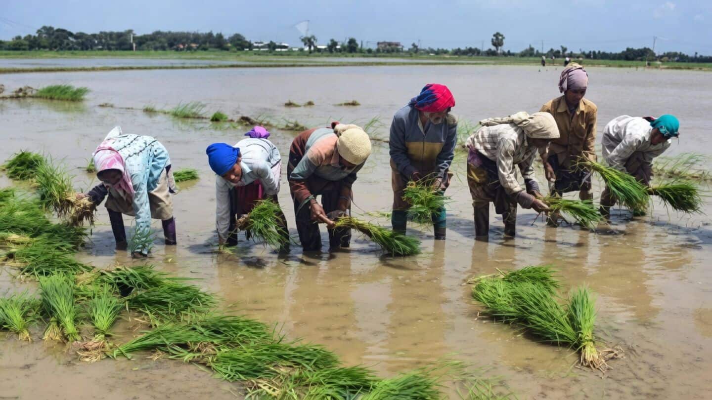 Fiji virus returns to Haryana, threatens nearly 80% paddy yields