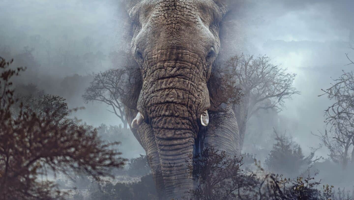 NewsBytes recommends: Werner Herzog's 'Ghost Elephants'--A haunting tale of conservation