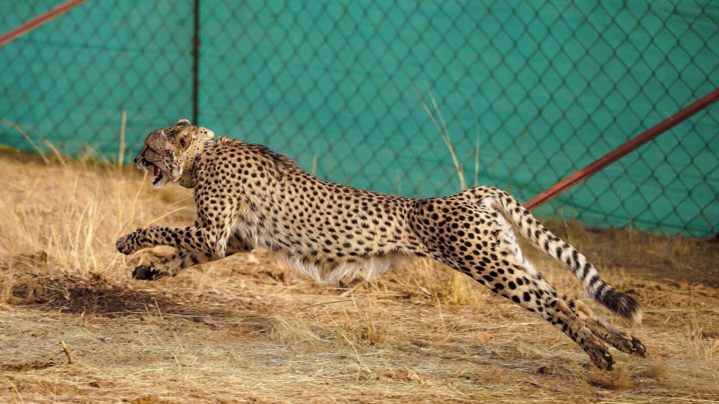 Gaurav, Kuno National Park cheetah, dies, postmortem under way
