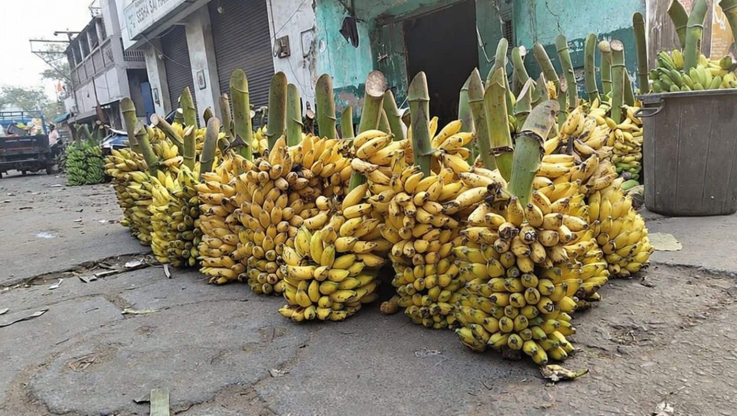 Middle East conflict disrupts Maharashtra banana exports, prices crash