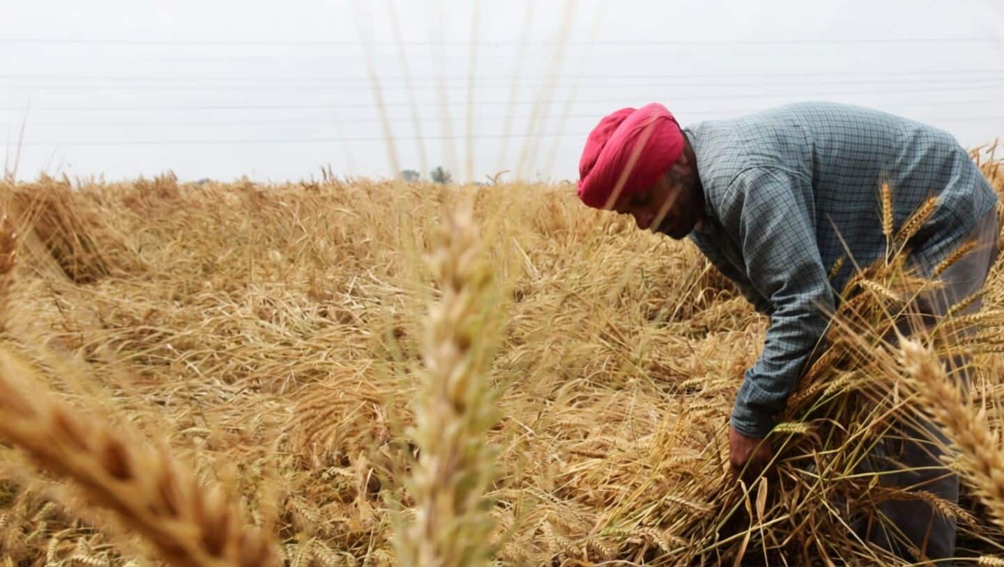 Punjab and Haryana hit by excess rain, wheat harvest threatened
