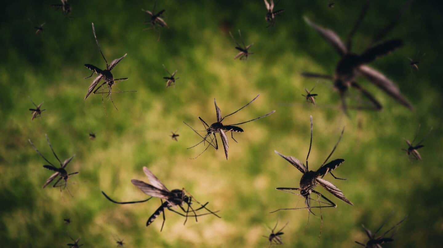 Google seeks EPA approval for up to 32 million treated mosquitoes