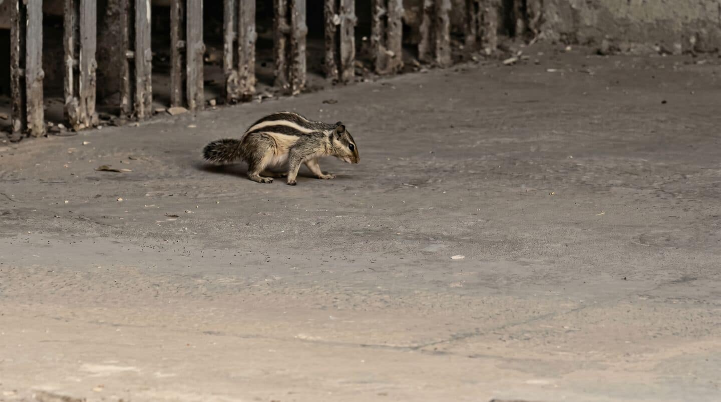 Squirrel bites around 20, including dean, at Mohanlal Sukhadia University