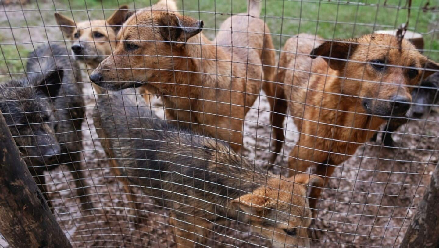 Delhi struggles to implement Supreme Court order clearing stray dogs