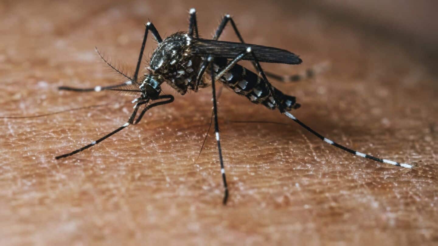 Delhi records 1,179 dengue infections predominantly DENV-2, no deaths