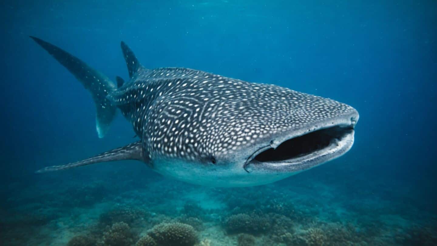 Scientists' tiny cameras reveal whale sharks feeding below Ningaloo Reef