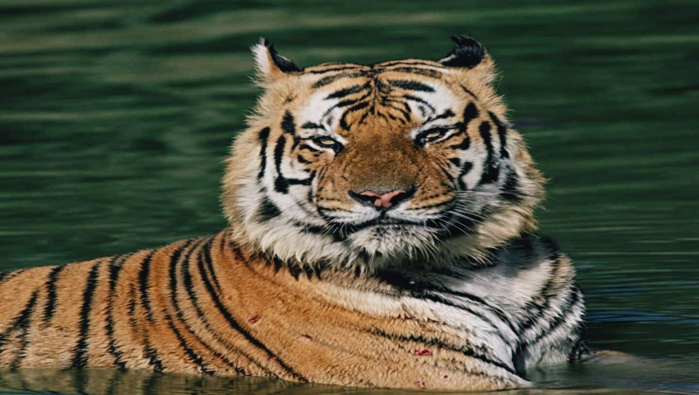 Bandhavgarh tiger pujari dies after clash, 33rd in Madhya Pradesh