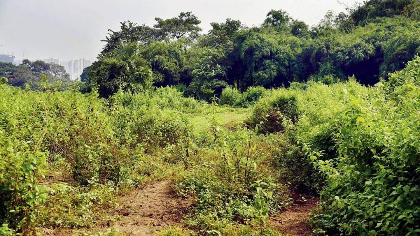 Aarey Forest to host 1st-ever music festival in December