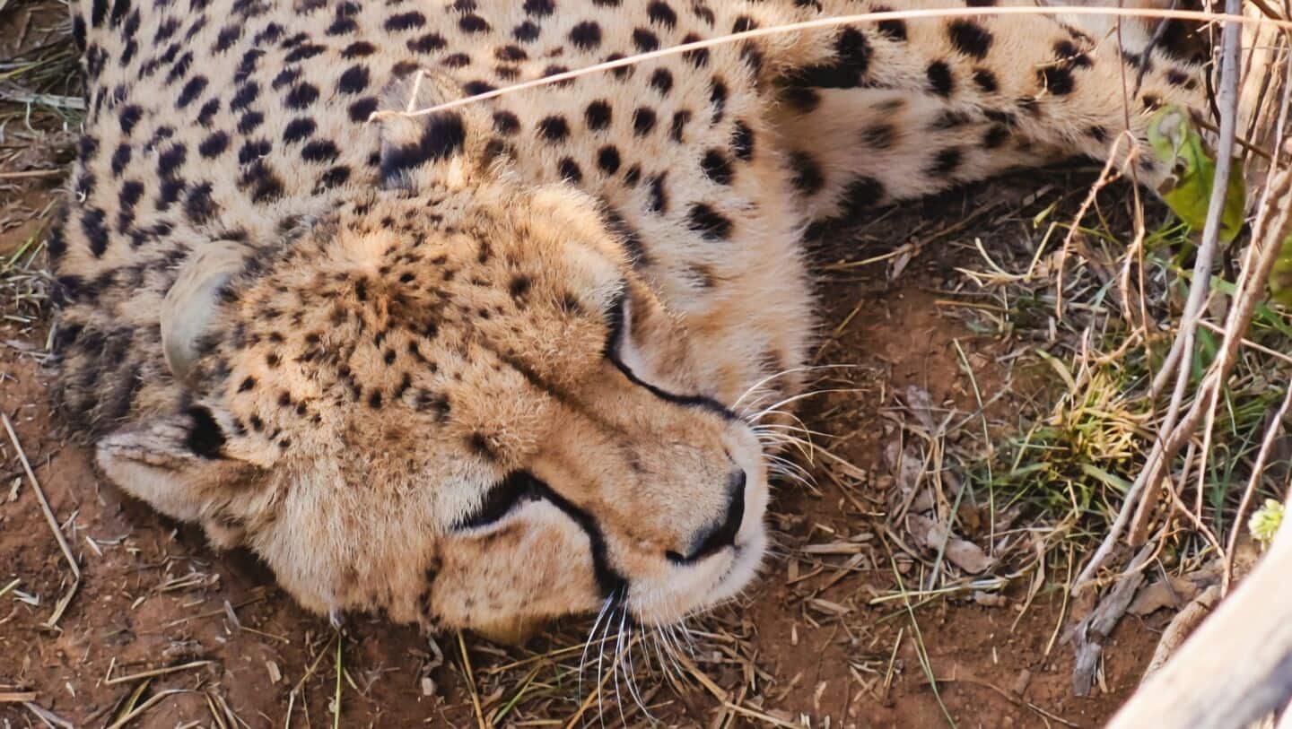 Namibian cheetah gives birth to 5 cubs at Kuno