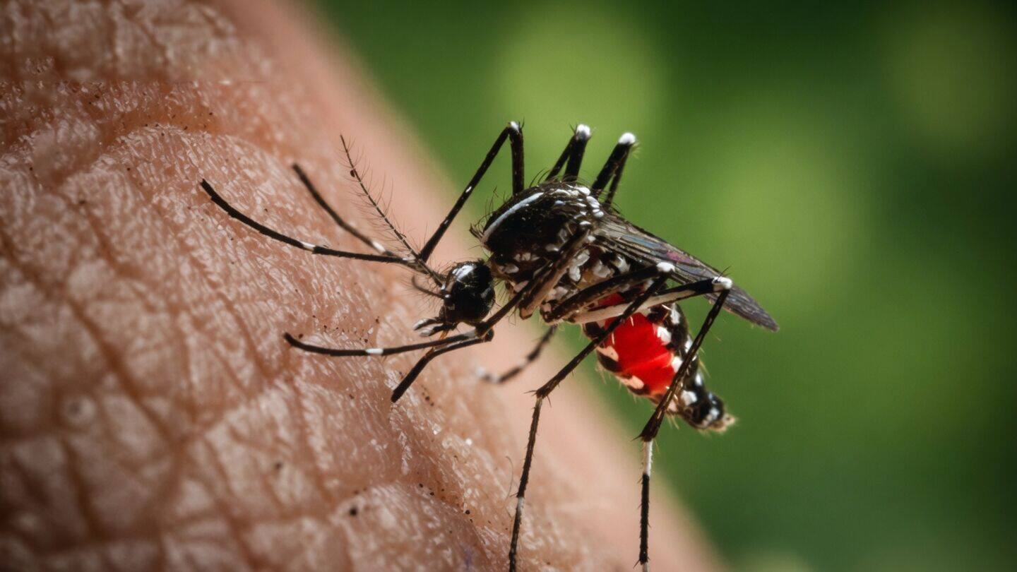 Tamil Nadu logs about 200 dengue cases daily, director assures
