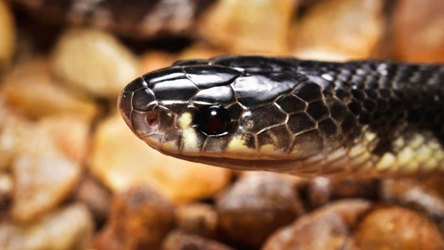Varsha Oraon, 13, dies after snake bites 4 in Jharkhand