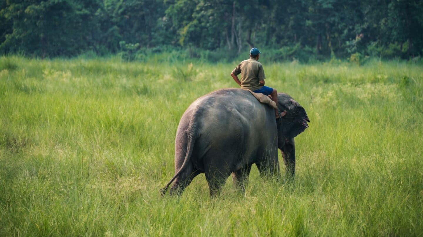 Andhra Pradesh to receive ₹169.98cr for elephant conflict mitigation