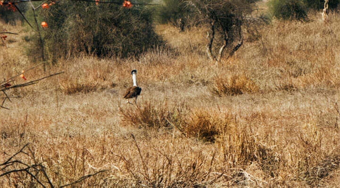 Sanjay Sharma spots 9 Great Indian Bustards at Jaisalmer
