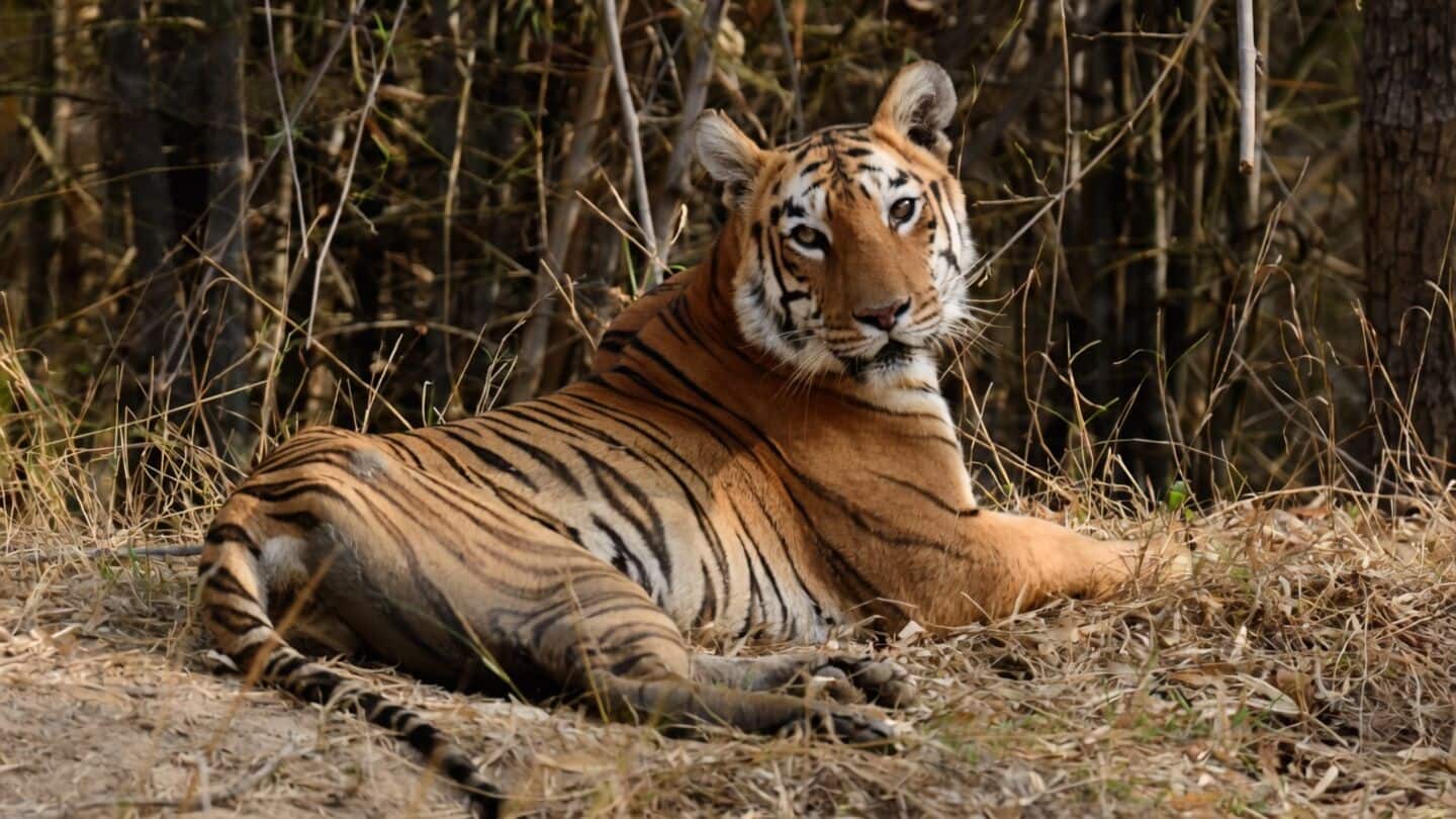 Wildlife Institute of India to study Mahak, India's 22-year-old tigress