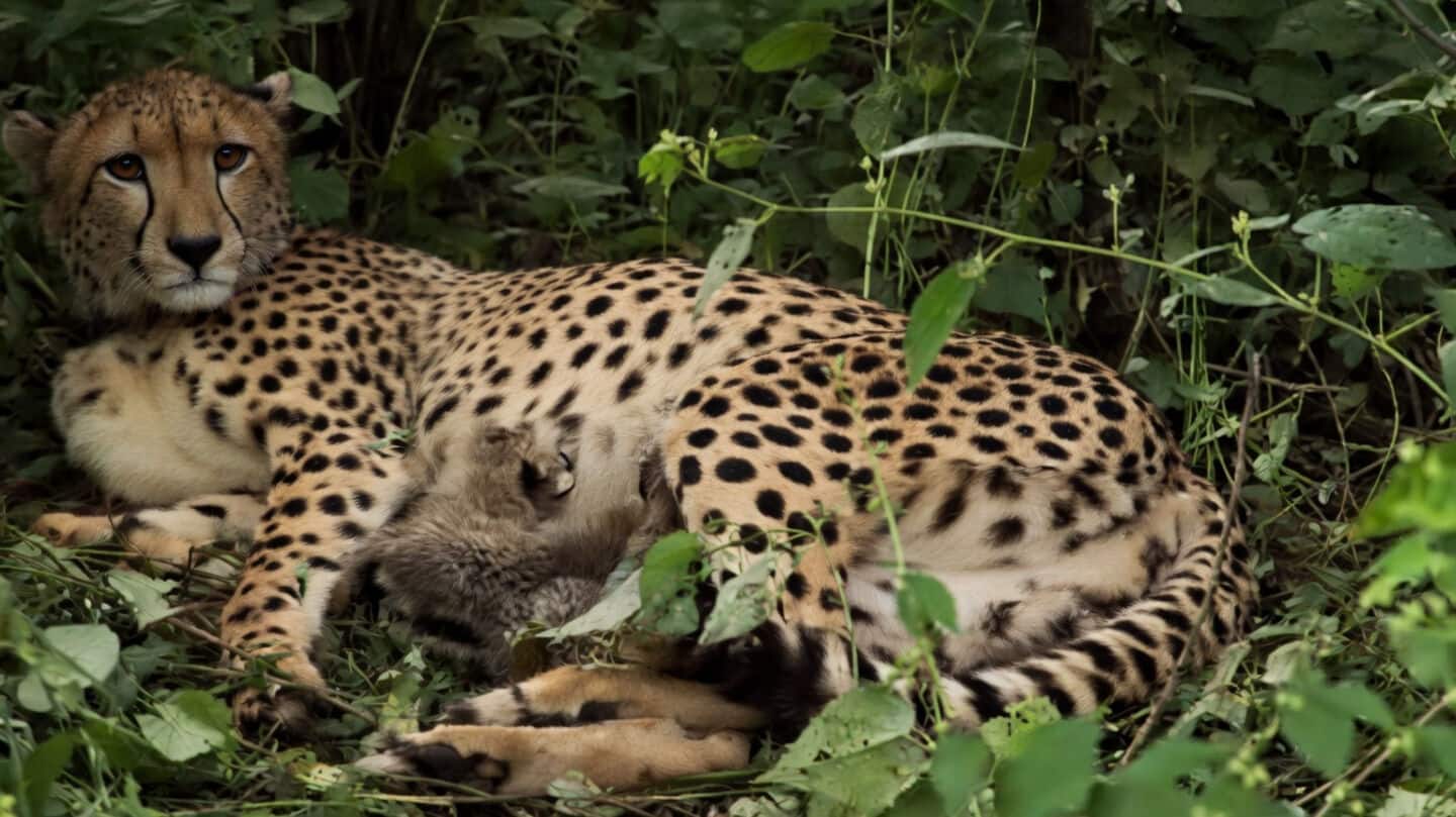 Kuno National Park gets 4 cheetah cubs born to KGP12