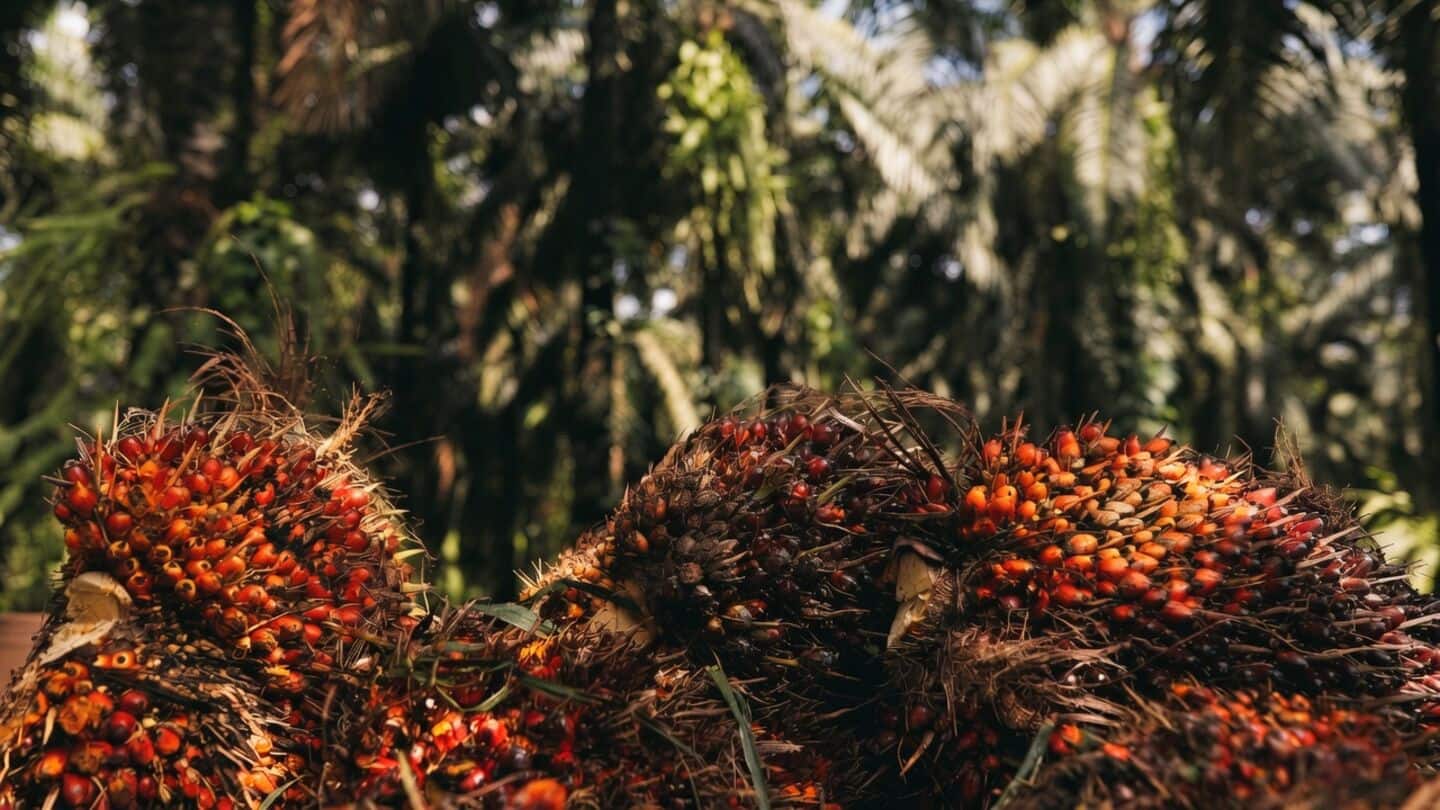 Indonesian wildfires push palm-oil prices to 4,975 ringgit per ton