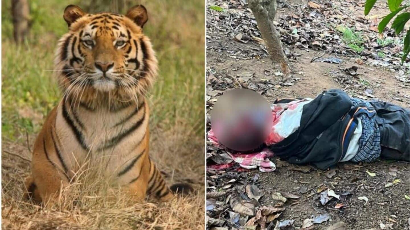 378 deaths due to tiger attacks in India since 2020