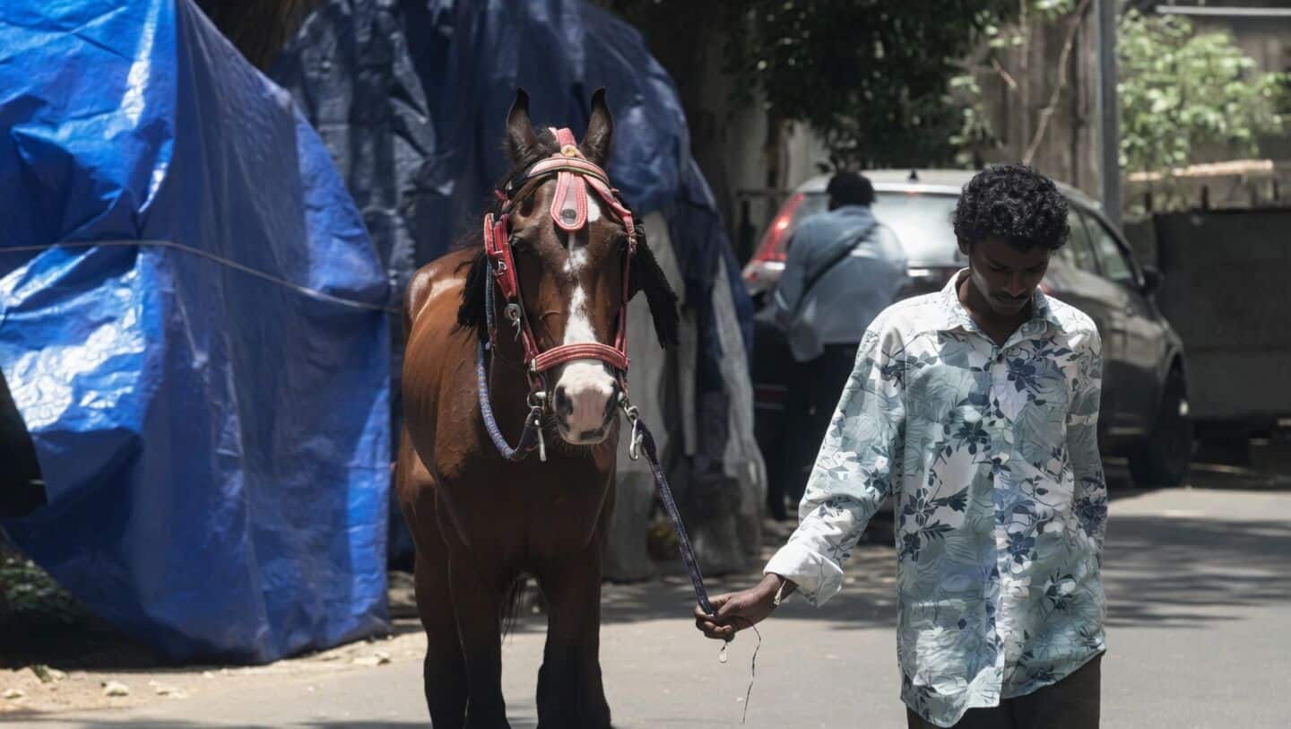 Chennai joyride horse dies from glanders as Tamil Nadu responds