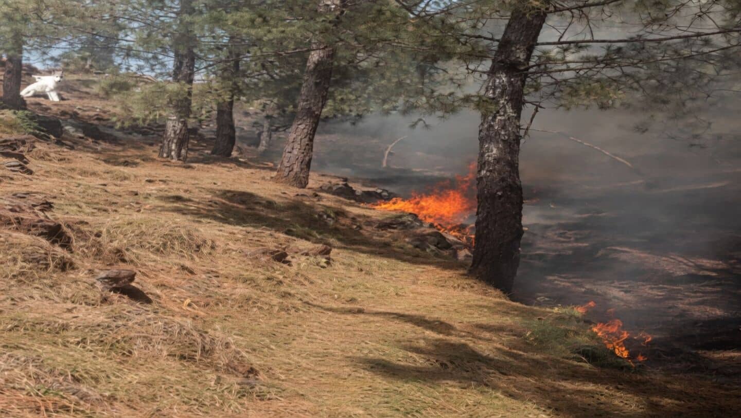 Forest fires rage in Rajouri forest division, Jammu and Kashmir